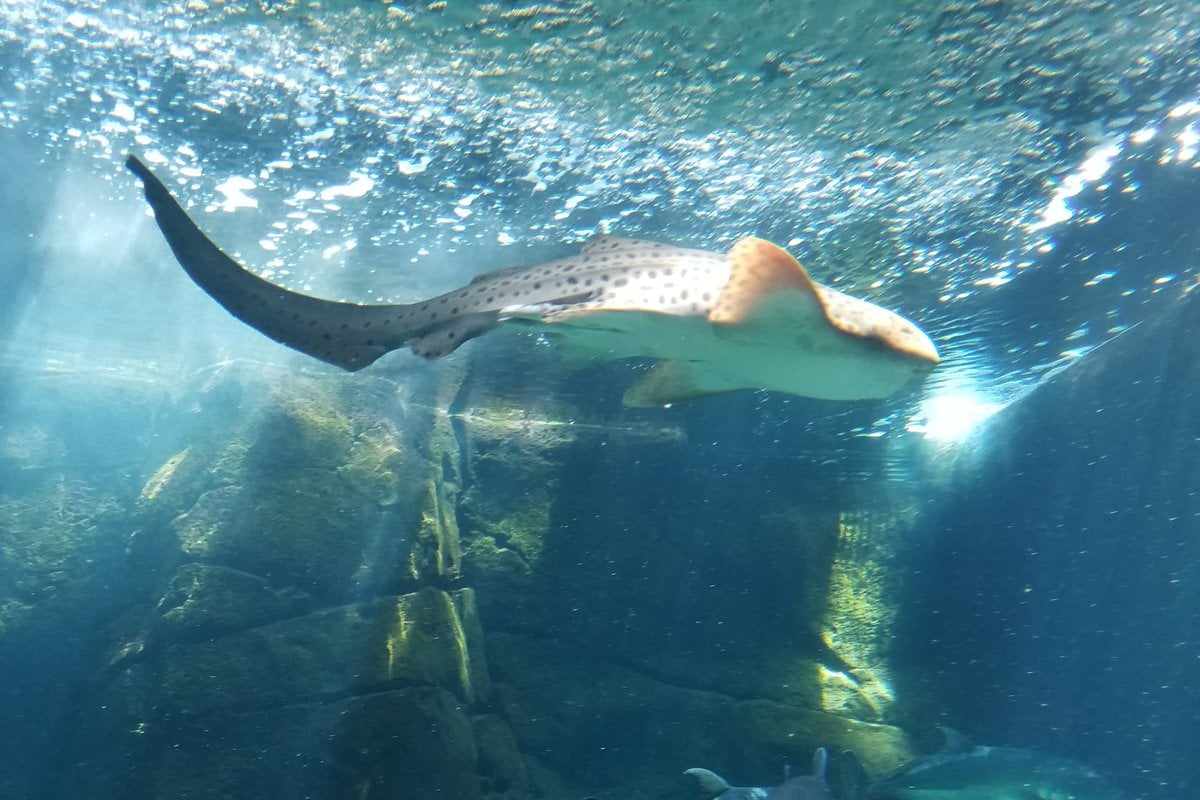 Waikiki Aquarium - Gallery Image 1